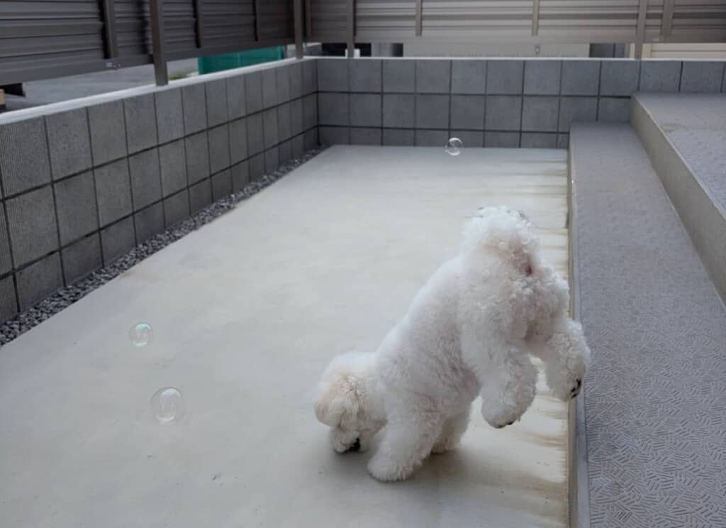 地面に消えていくシャボン玉を食べようとしているアポちゃん