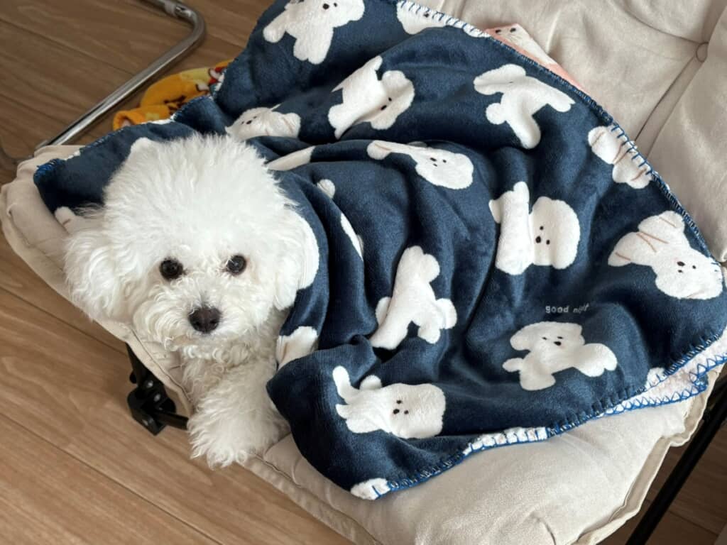 自分と同じ柄のブランケットに包まるアポちゃん