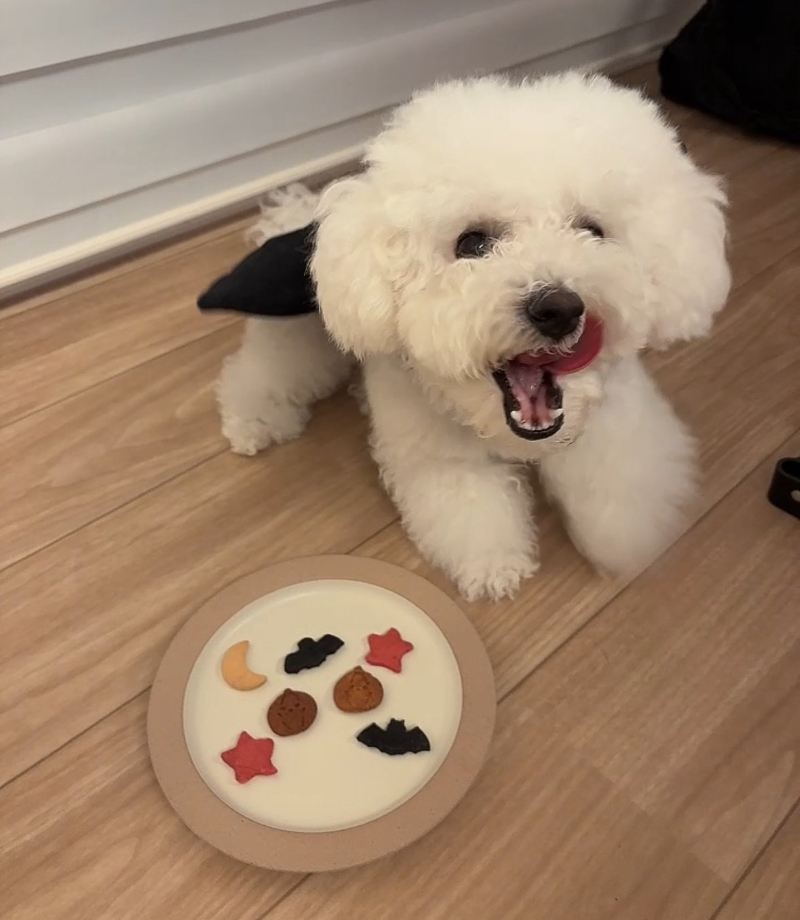 ハロウィンのおやつをもらってご満悦