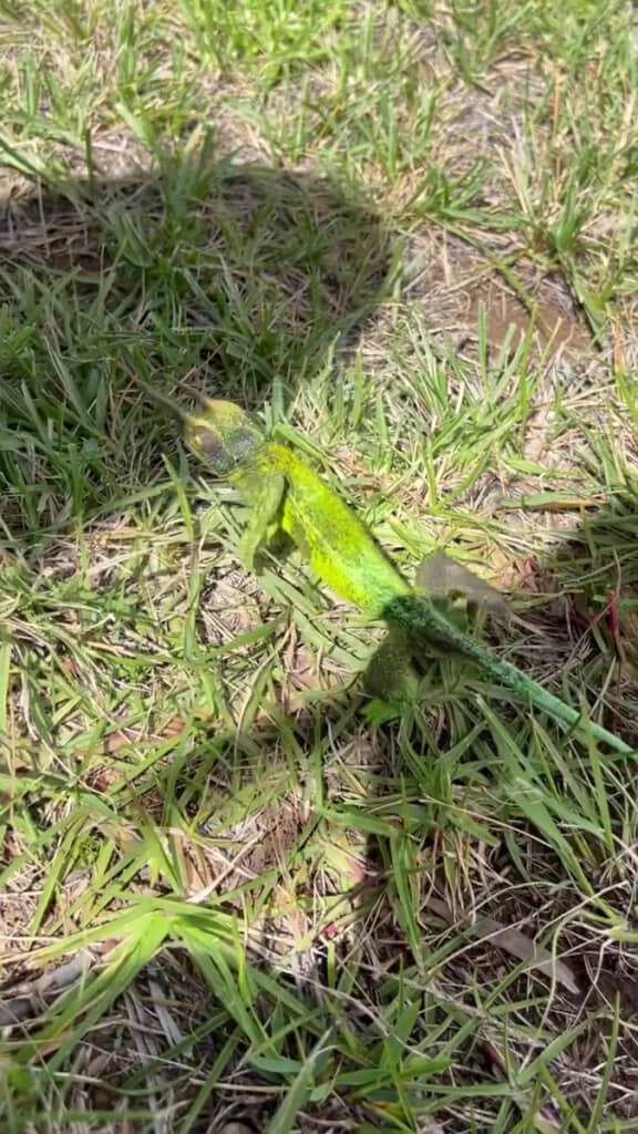 謎の生き物、発見！