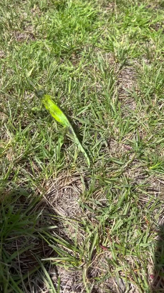 「僕ジャクソンカメレオンっていいますねん、よろしゅう」