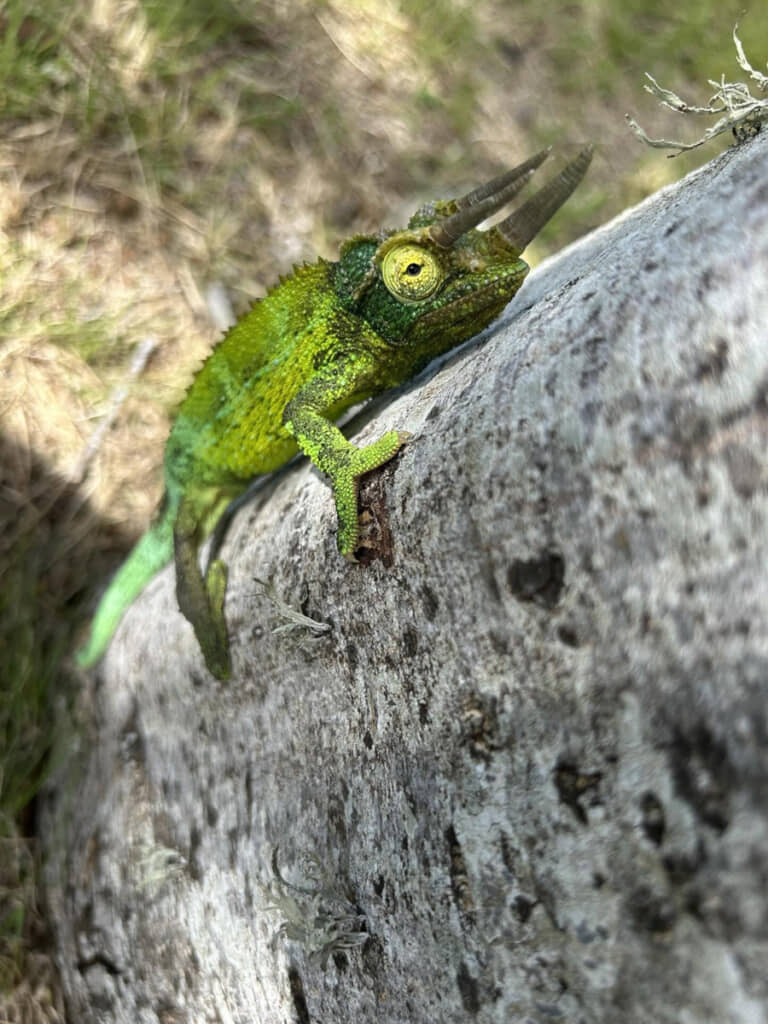 勇ましさ+かわいさ