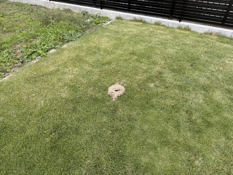 庭の芝生の突然出現した謎の穴