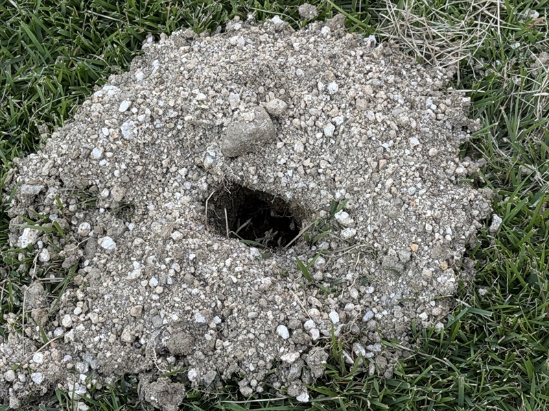 庭の芝生の突然出現した謎の穴
