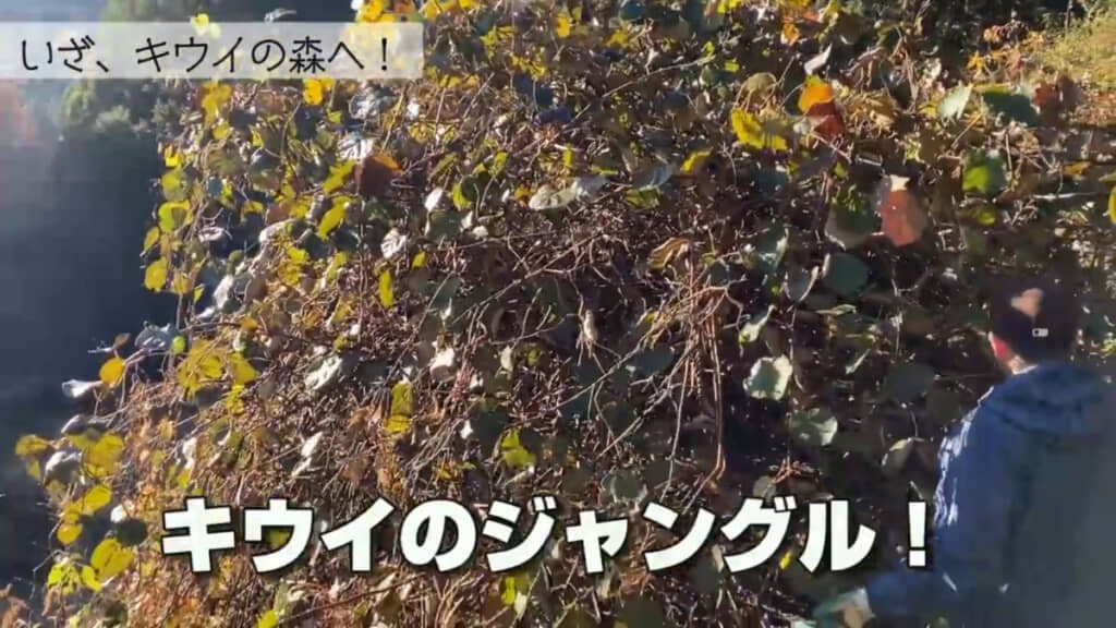 手つかずの状態だったキウイ。見た目がもはやジャングル！