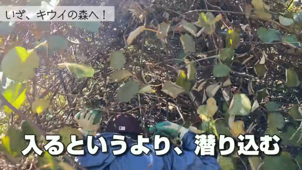 キウイ棚の下に入る様子