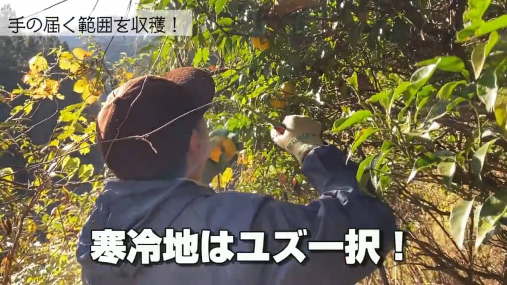 手に届く範囲を収穫