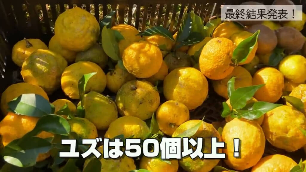 ゆずはたくさん収穫できました！