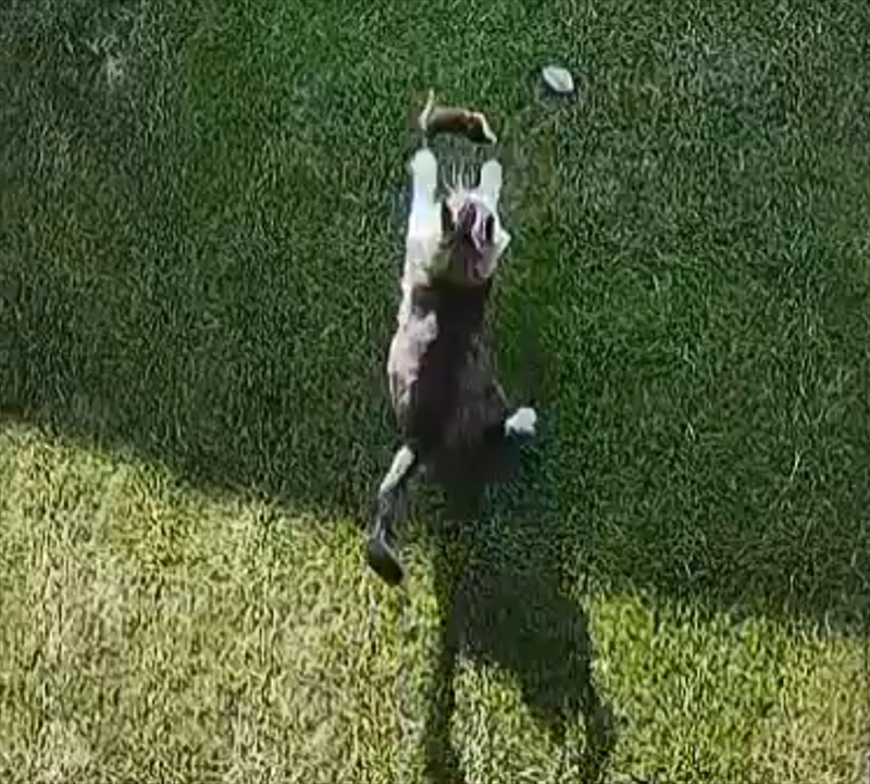 庭の芝生に穴を開けた犯人