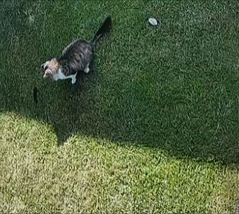 庭の芝生に穴を開けた犯人