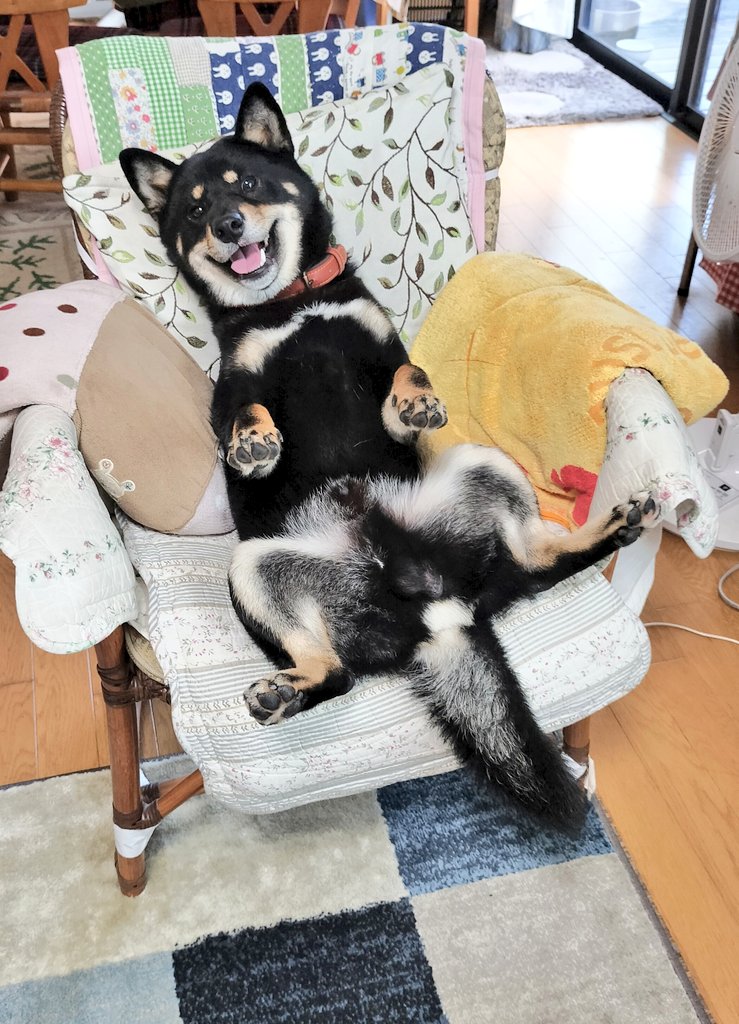 かげとらくんの椅子のようです