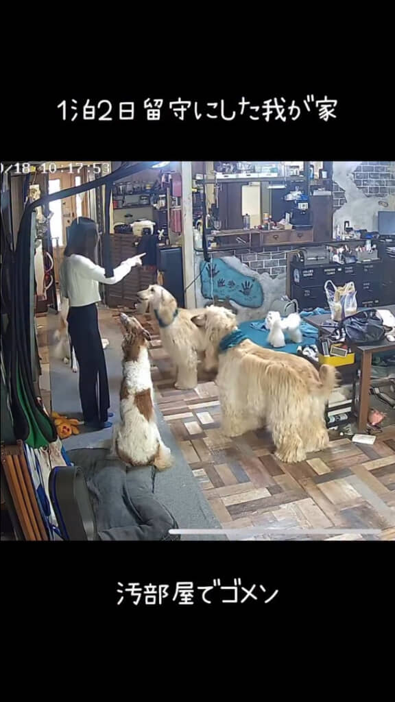 指1本でワンちゃんたちを従える長女