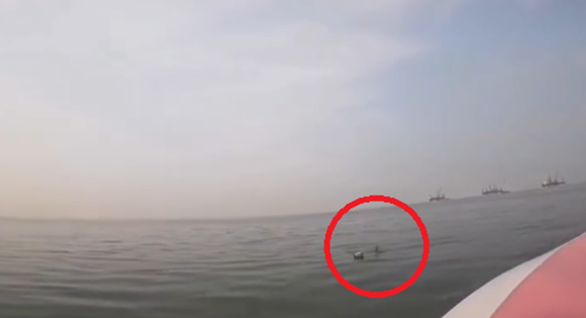 「助かってよかった」「安心して休んでほしい」　野良犬がインド沖合で3日間も漂流　懸命の救出劇【海外】 | 動物 ねとらぼ