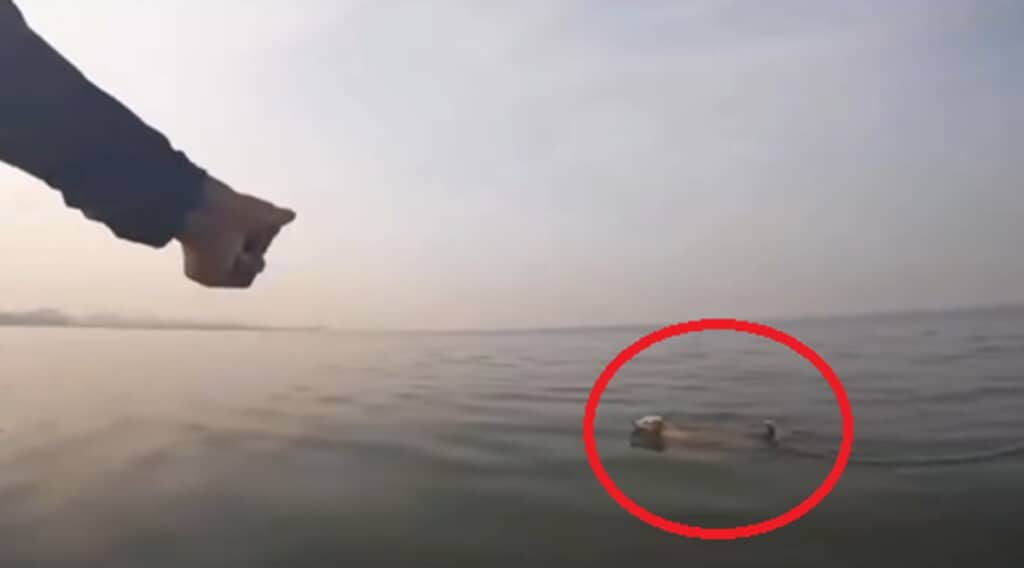 海で溺れていた野良犬