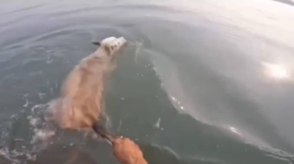 海で溺れていた野良犬