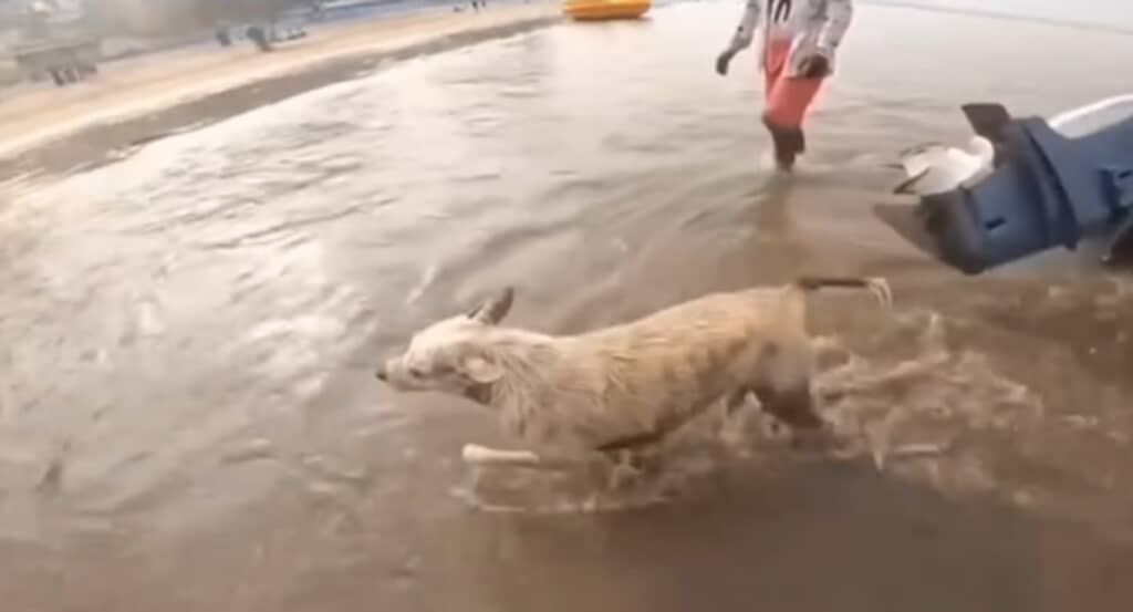 海で溺れていた野良犬が救助される