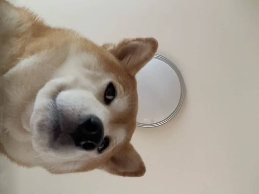 上から飼い主さんを見つめるももちゃん