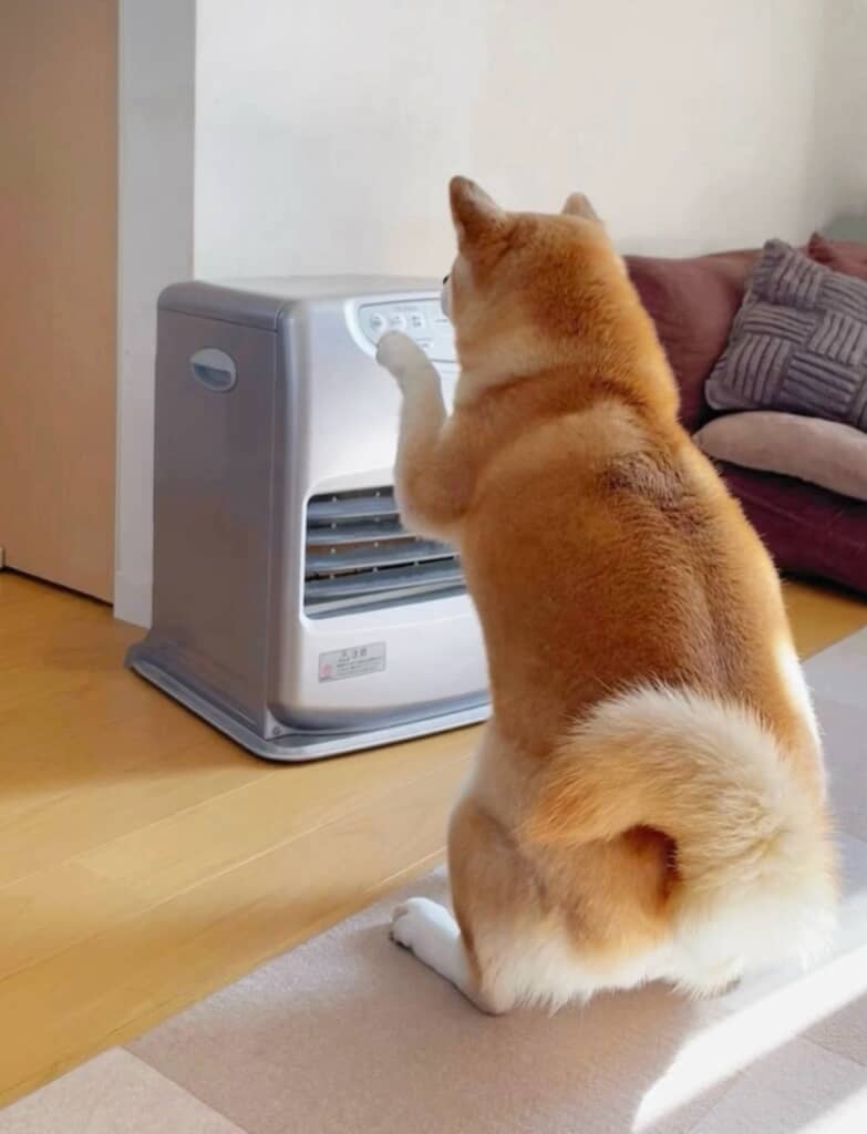 暖房の延長ボタンを押してしまいそうなももちゃん