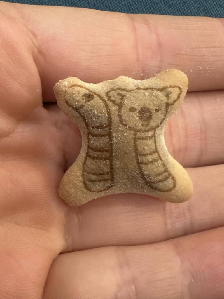 お前……コアラなのか？
