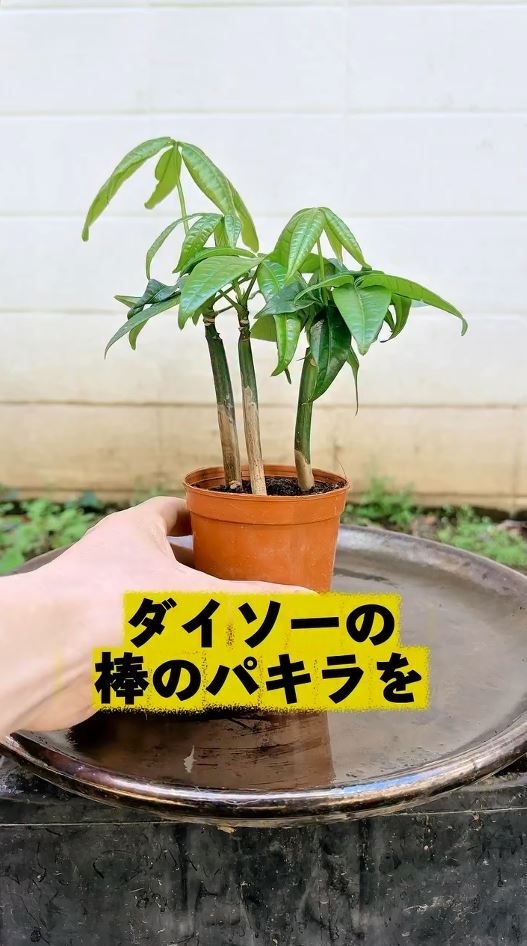 ダイソー棒パキラ