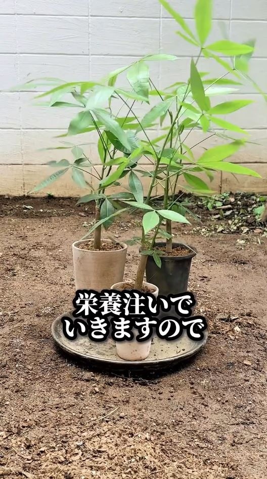 一回り大きな鉢で育てることに