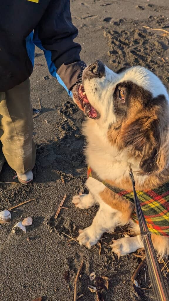 散歩中、出会った人になでてもらってご満悦のつとむくん