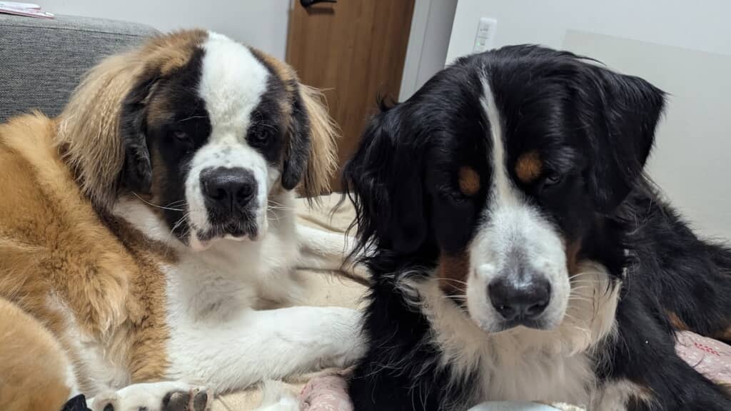 「パジャマのポッケにおやつ隠し持ってますよね？」と飼い主さんに迫るまさおくんとつとむくん