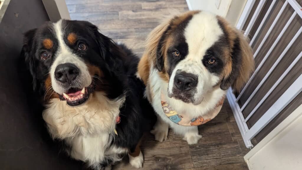 大好物のヨーグルトを目の前にしたまさおくんとつとむくん