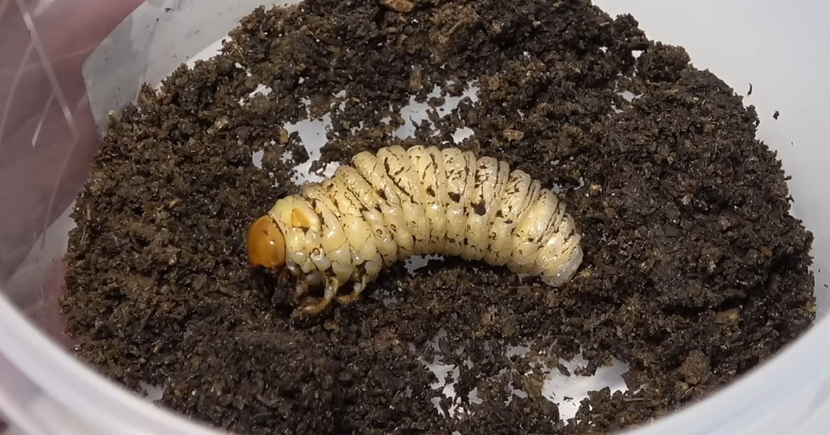 うっかり掘り出したクワガタの“幼虫”→スポンジに入れると……　思わず見入る姿に「神秘的」「勉強になりました！」（1/3） | その他生き物 ねとらぼ