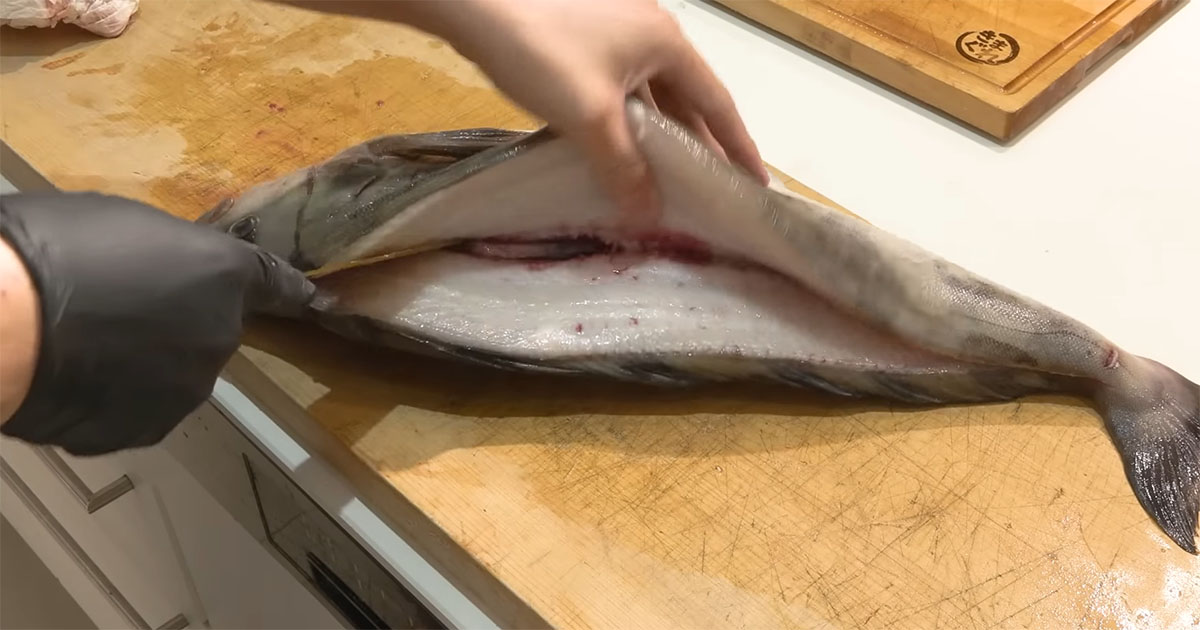 ありえないサイズの巨大ホッケ→さばいたら……「なにこれ！」　衝撃的な中身に「初めて見た」「不思議ですね」（1/3） | その他生き物 ねとらぼ