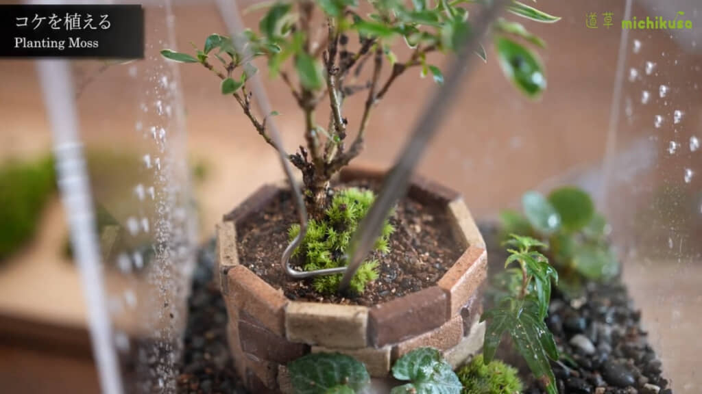 コケを植える様子