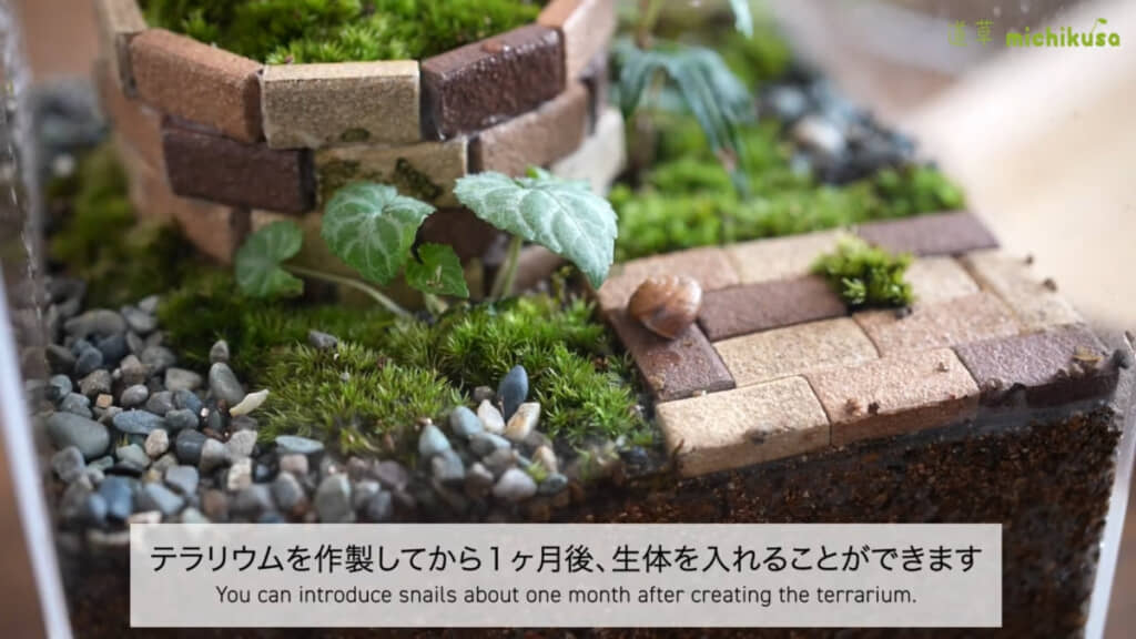 約1カ月の期間をおいてからカタツムリを入れています