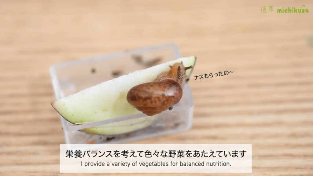 ナスを食べるカタツムリ