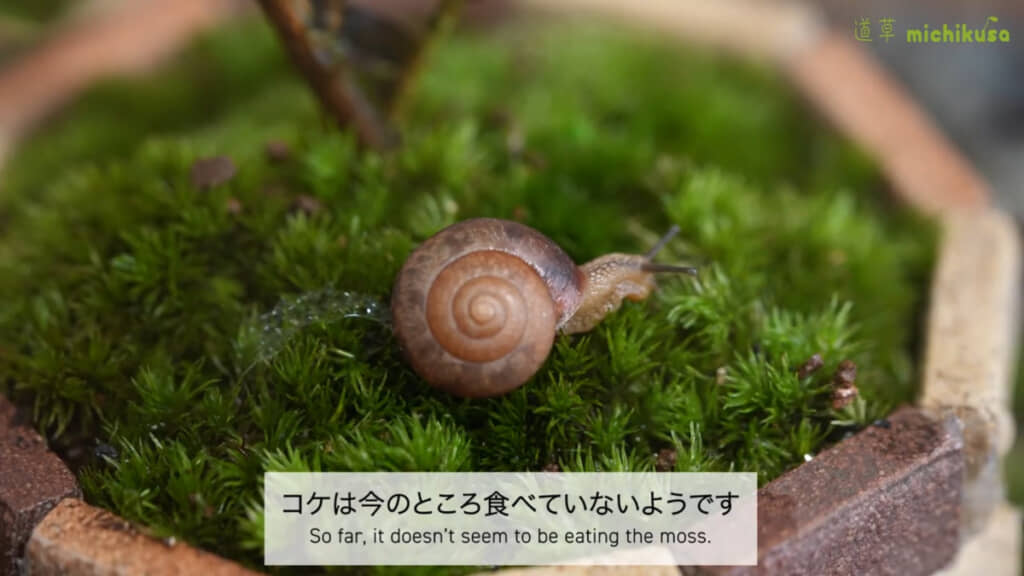 コケと共生してくれるといいですね……！