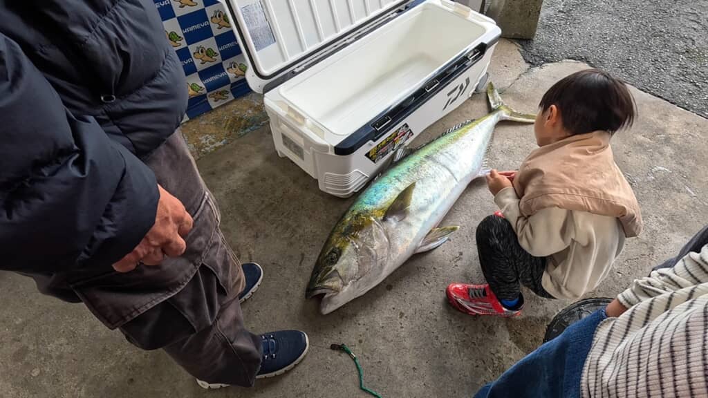 大きすぎてクーラーボックスに入らない巨大ヒラマサ