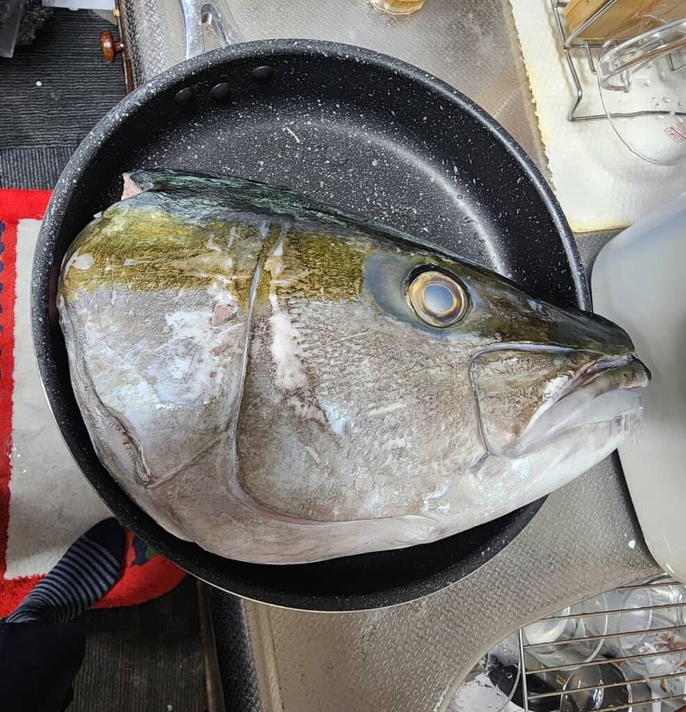 大きすぎて自宅で最も大きいフライパンからはみ出ている巨大ヒラマサの頭部