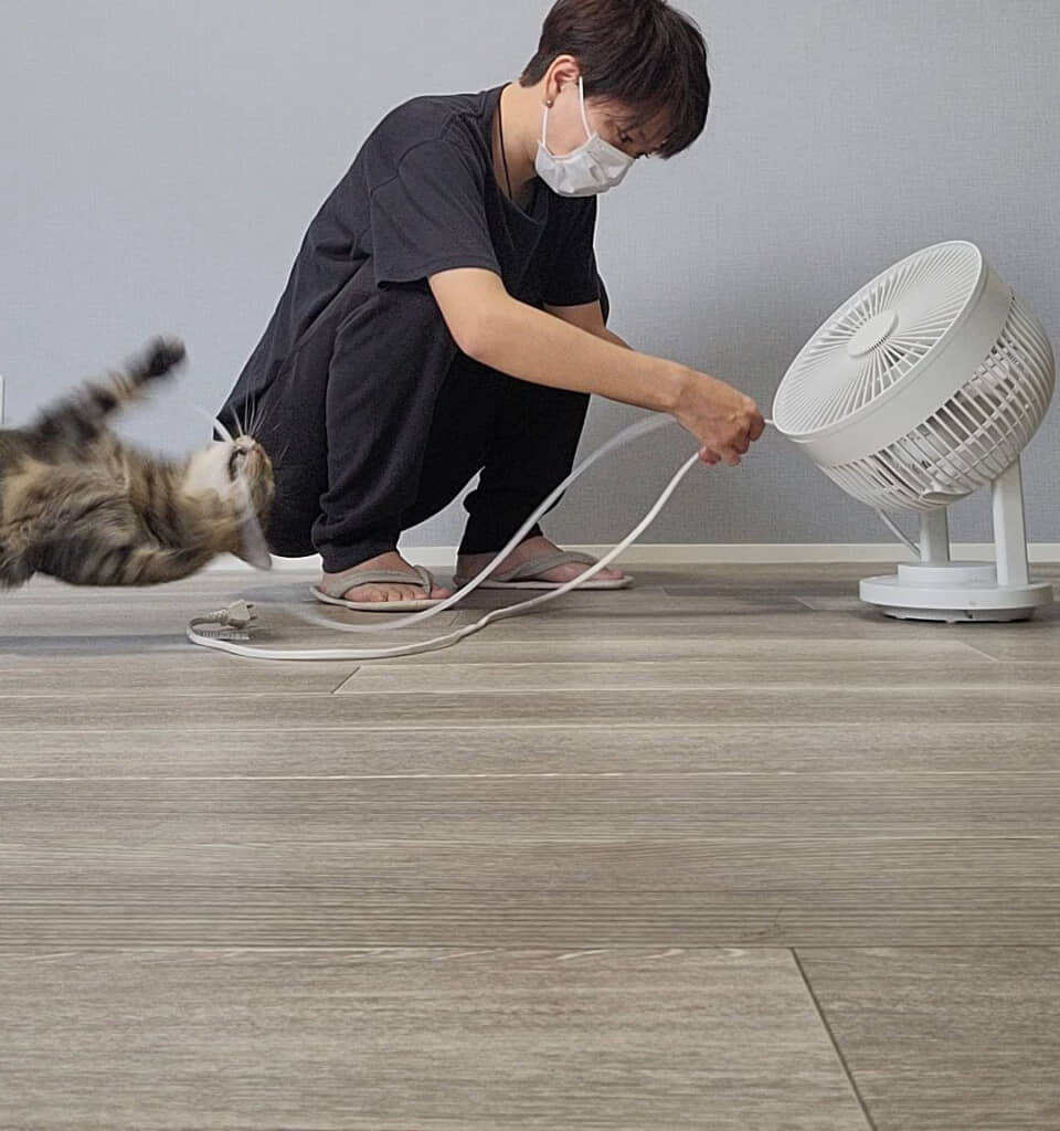 猫ちゃんローリング