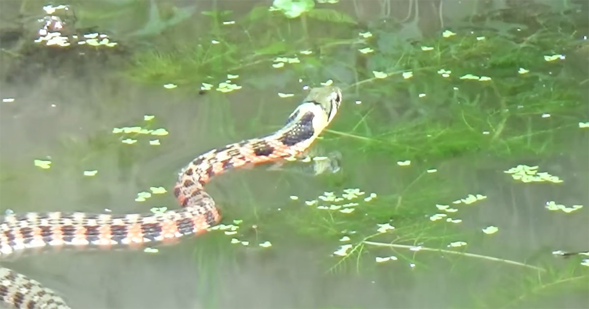 池にやってきた“最恐ヘビ”→カエルを見つけた瞬間……　思わず息をのむ光景に「怖すぎやろ」「え、こんな速いの」「興味深い」（1/3） | その他生き物 ねとらぼ