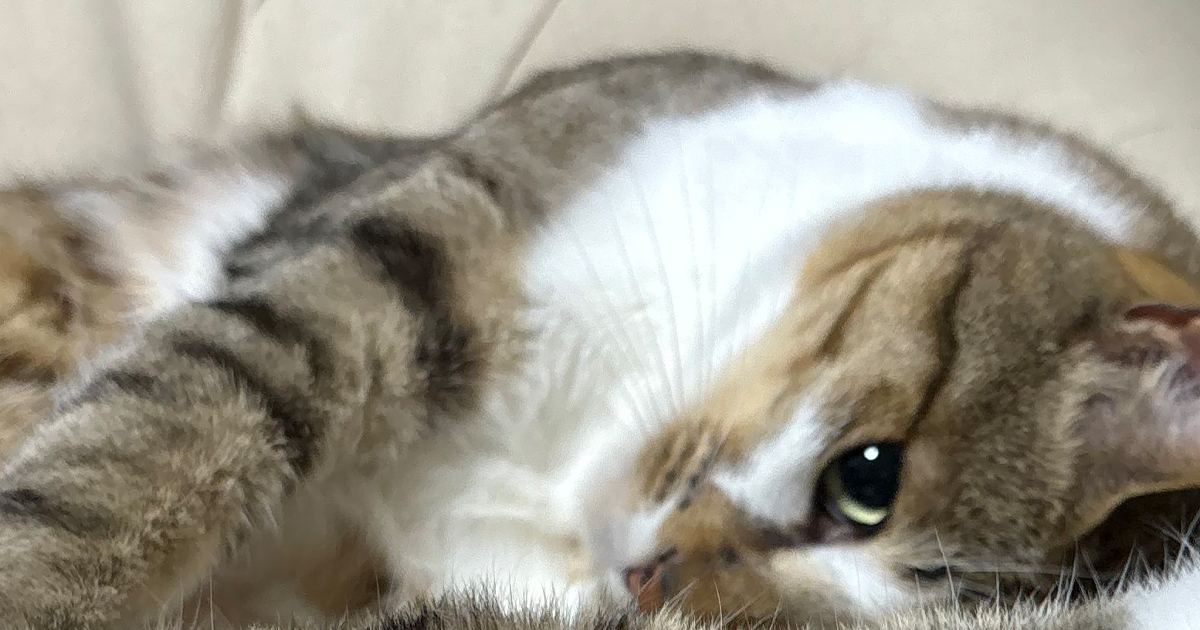 クッションで寝る猫ちゃん→よく見ると……「これは」　“独特すぎる伸び”が200万表示「一瞬で笑っちゃった笑」（1/2） | 猫 ねとらぼ