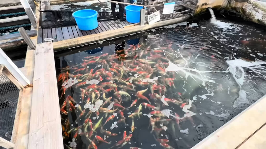 錦鯉の仕分けを行います