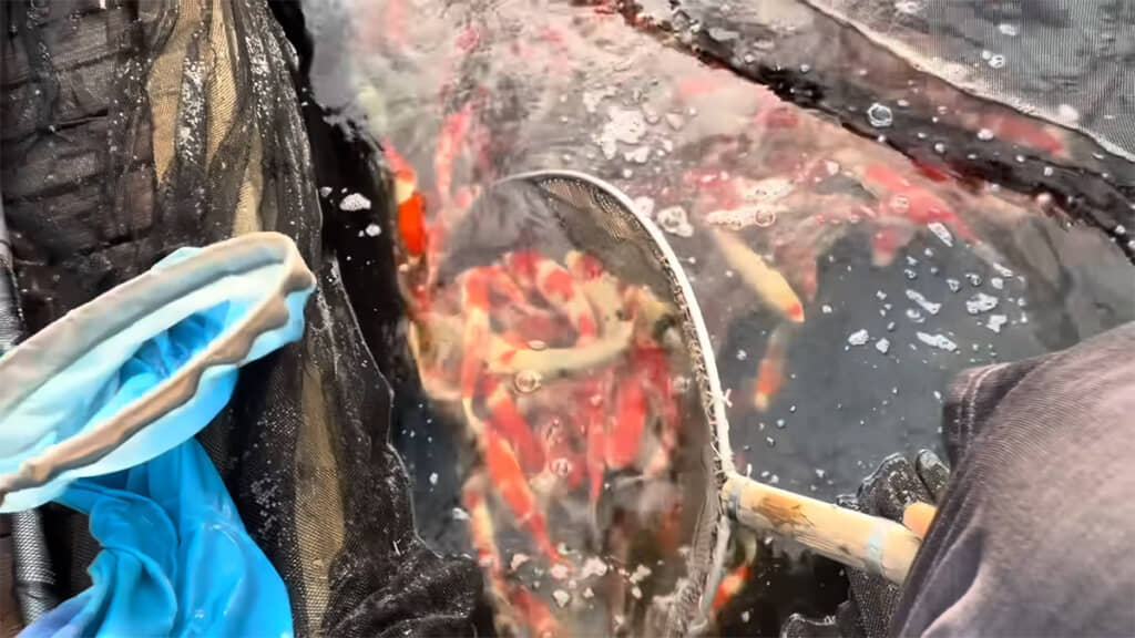 鮮やかな手つきです