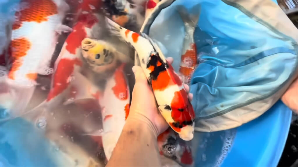 美しい……！！