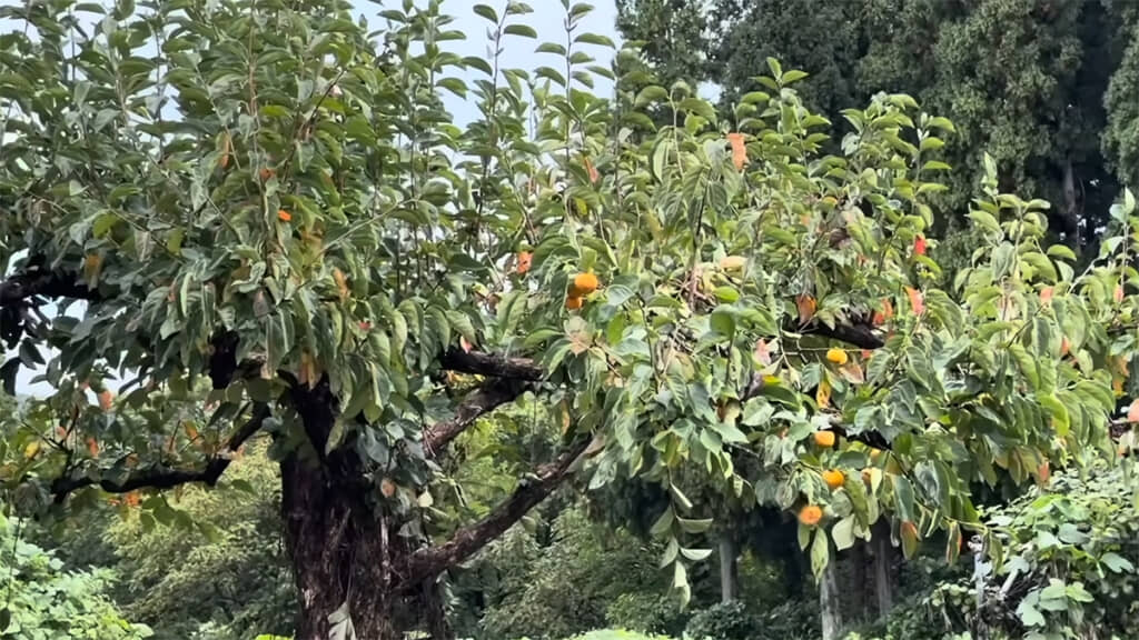 クリやカキも食べられてしまっているそうです