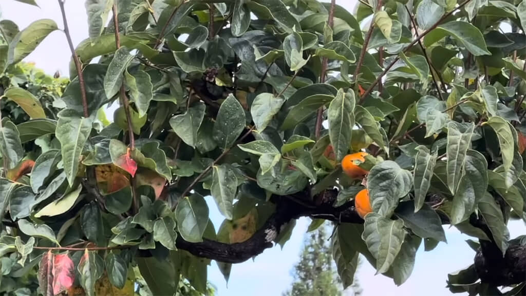 塩田さんの話を聞くと、クマが味にもこだわることがわかります