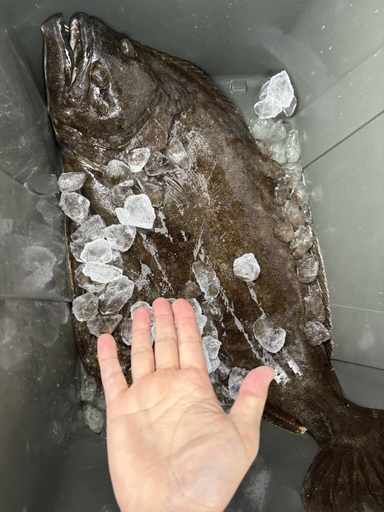 偶然捕まえたヒラメ