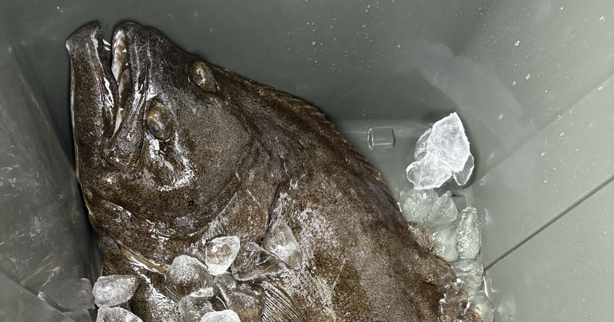 お隣のおじいさんにヒラメをお裾分け→まさかの“お返し”に仰天　「最高すぎる」「めっちゃかっこいい」と430万表示（1/3） | ライフスタイル ねとらぼ