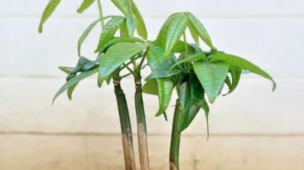 ダイソーの、棒のようなパキラをばっさり切ると……　5カ月の驚くような姿に「こんなに育つんだ」「凄いですね!!」（1/3） | ライフスタイル ねとらぼ