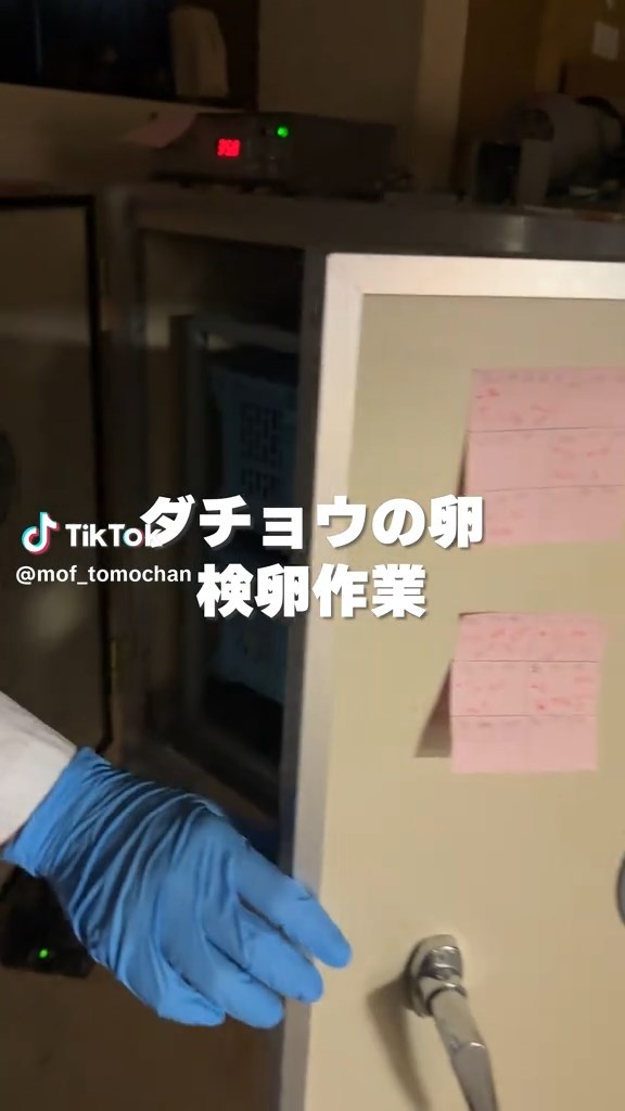 ダチョウの卵は15～20センチ。ふ卵器も大きいですね