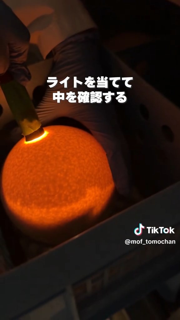 ライトを当てて中身を透かします