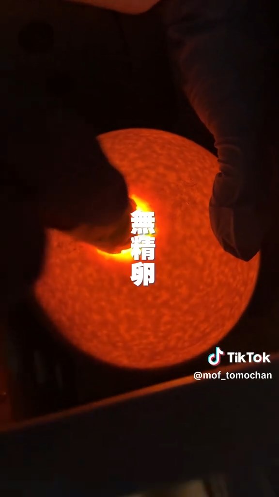 無精卵だったらしく、何も見えず